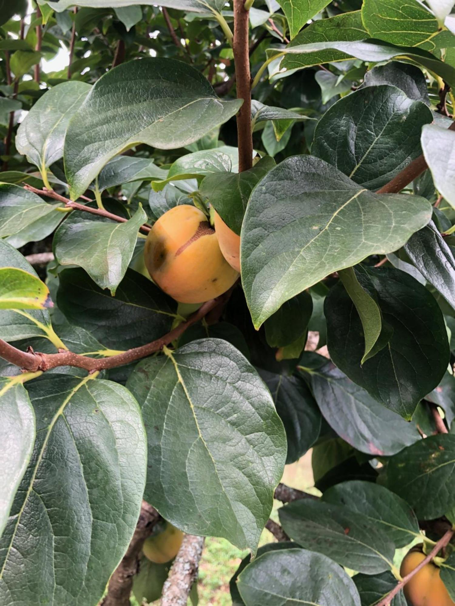 Mata de CimaCasa Do Papillon公寓 外观 照片