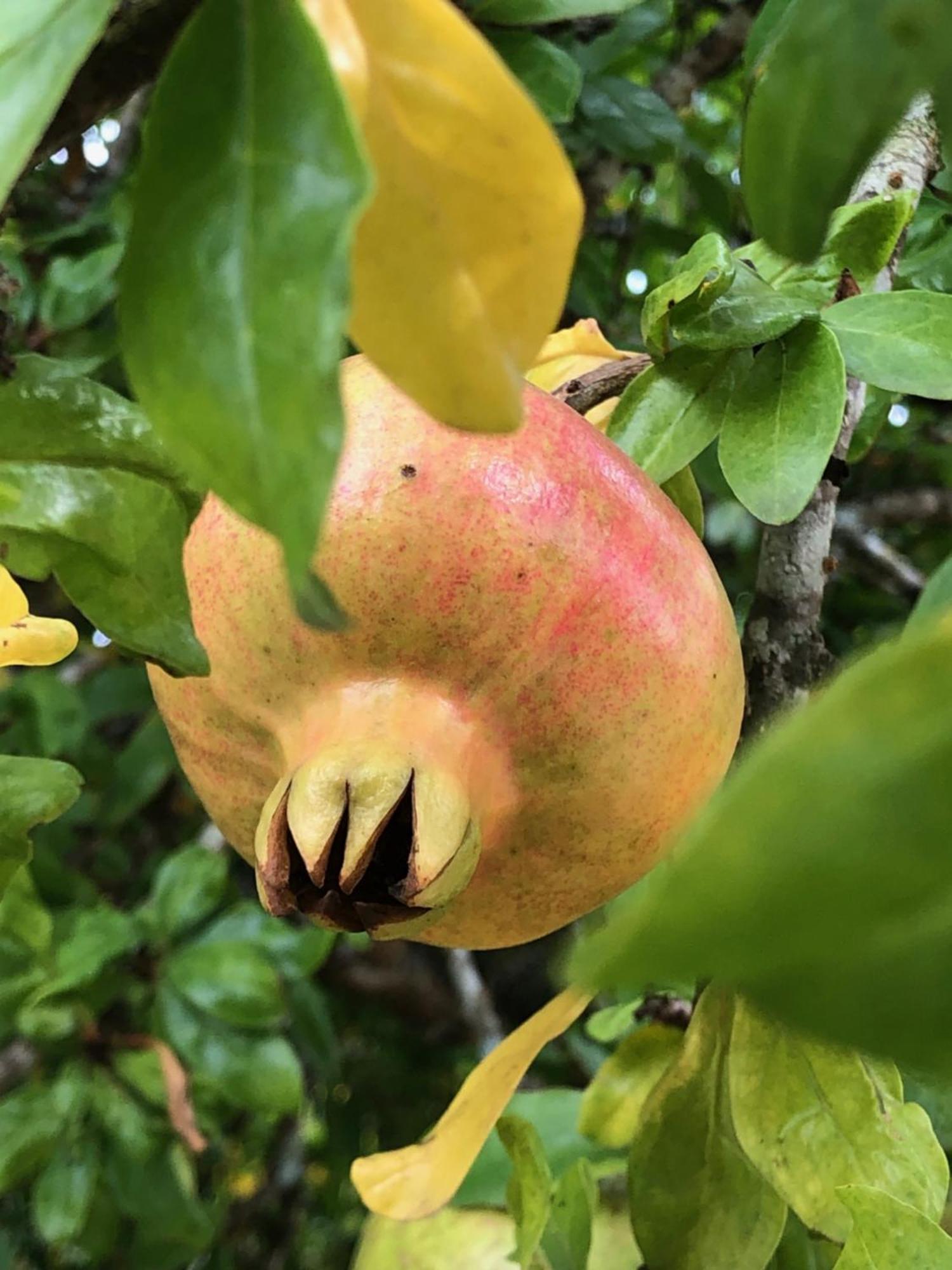 Mata de CimaCasa Do Papillon公寓 外观 照片